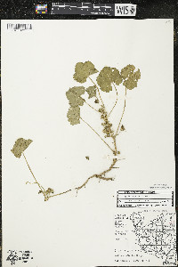 Malva neglecta image