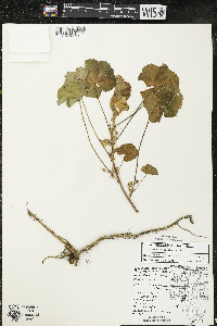 Malva neglecta image