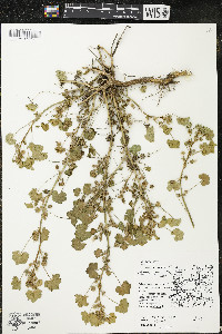 Malva neglecta image