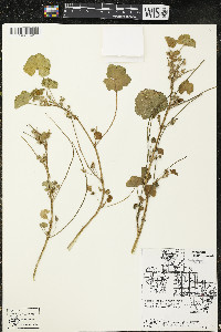 Malva neglecta image