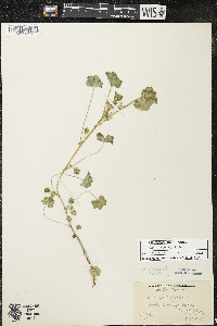 Malva neglecta image