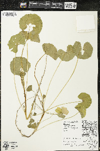 Malva neglecta image