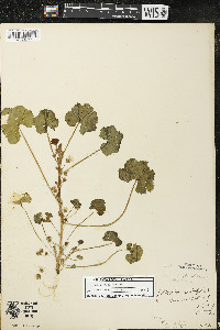 Malva neglecta image