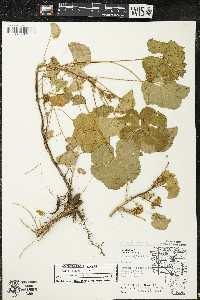 Malva neglecta image