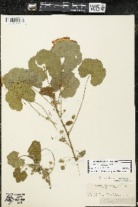 Malva neglecta image