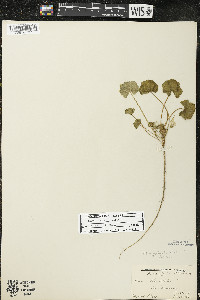 Malva neglecta image