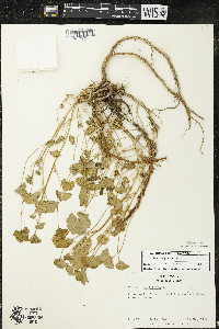 Malva neglecta image