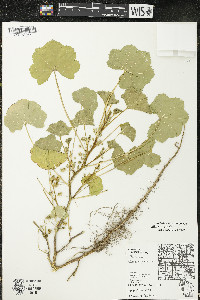 Malva pusilla image