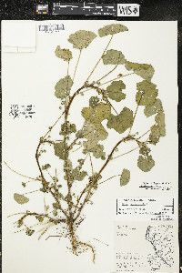 Malva pusilla image