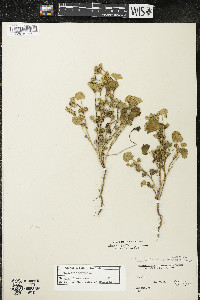 Malva pusilla image