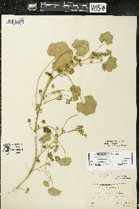 Malva pusilla image