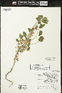 Malva pusilla image