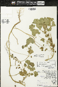 Malva pusilla image