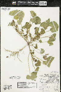 Malva pusilla image