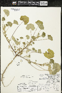 Malva pusilla image