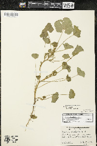 Malva pusilla image