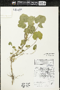 Malva pusilla image