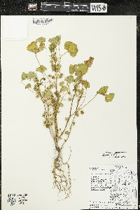 Malva pusilla image