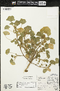 Malva pusilla image