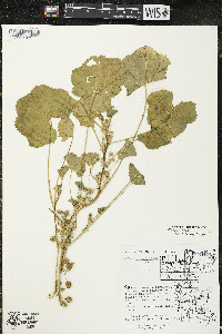 Malva pusilla image