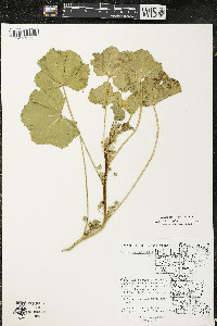 Malva pusilla image