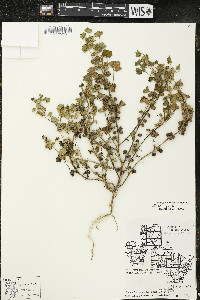 Malva pusilla image