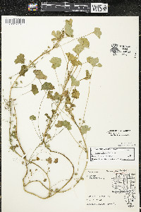 Malva pusilla image