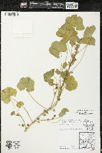 Malva pusilla image