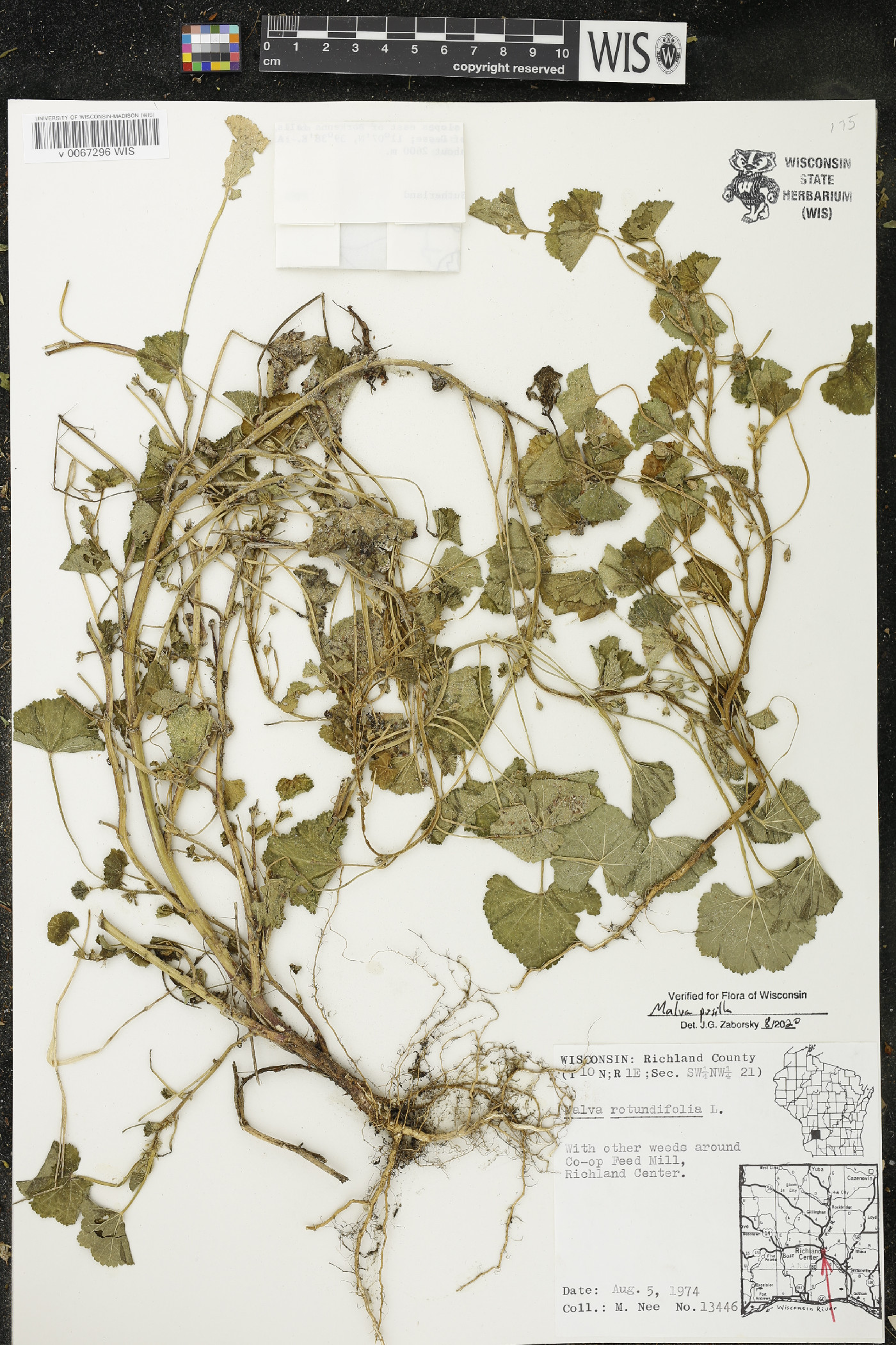 Malva pusilla image