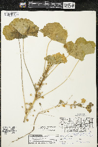 Malva pusilla image