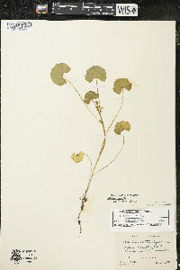 Malva pusilla image