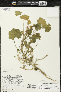 Malva pusilla image