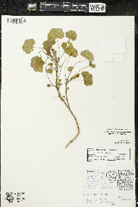 Malva pusilla image