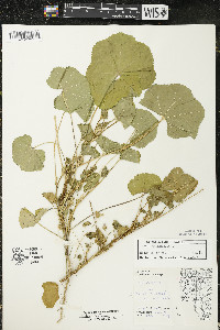 Malva pusilla image