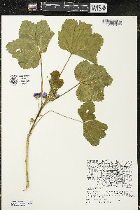 Malva sylvestris image