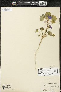 Malva sylvestris image