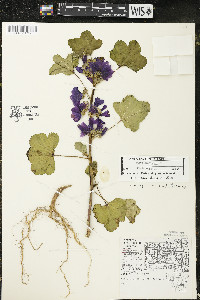 Malva sylvestris image