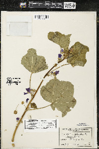 Malva sylvestris image