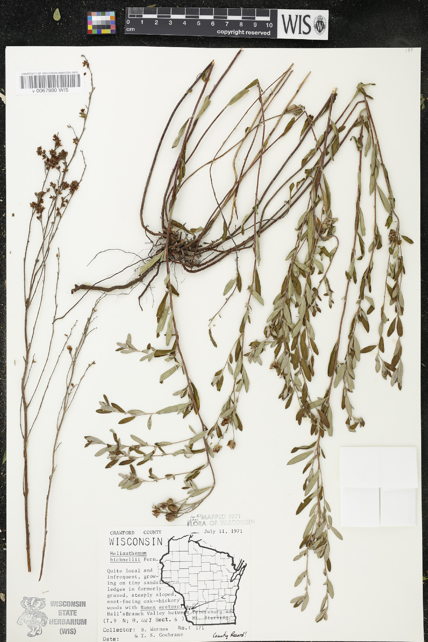 Helianthemum bicknellii image