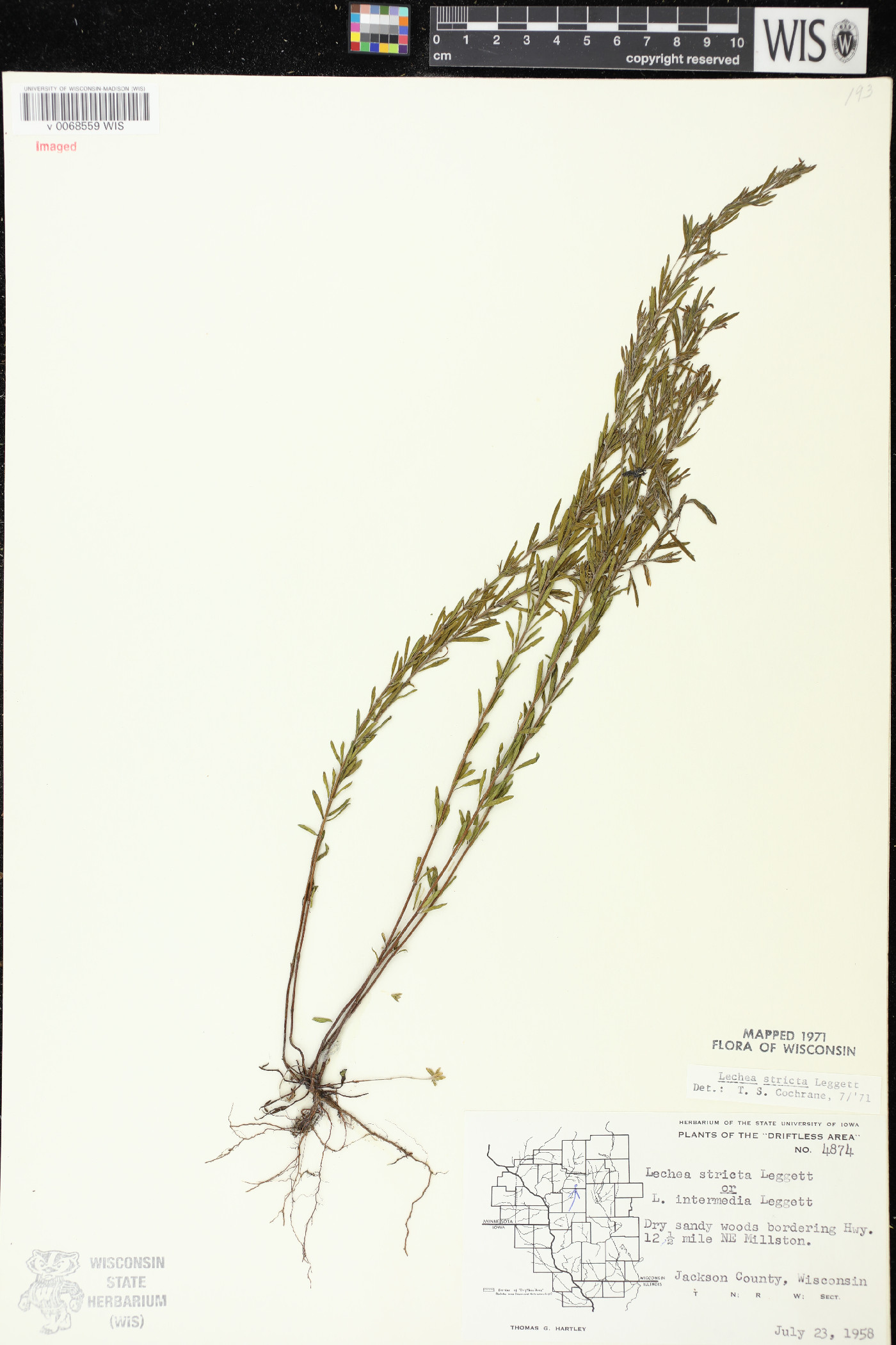 Lechea stricta image