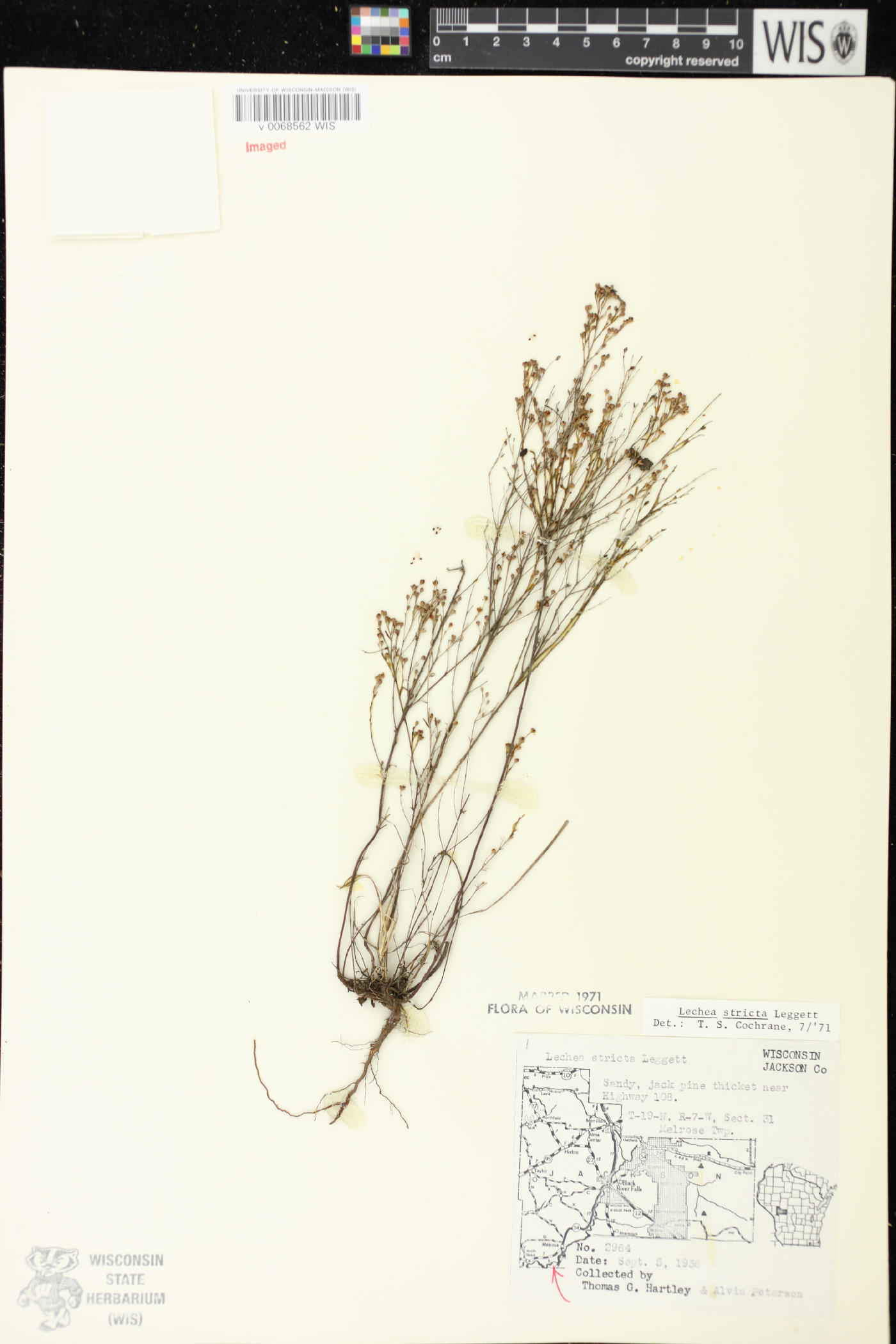 Lechea stricta image