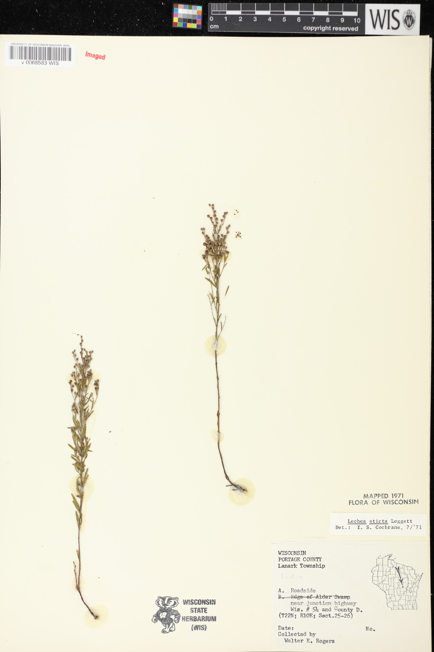 Lechea stricta image