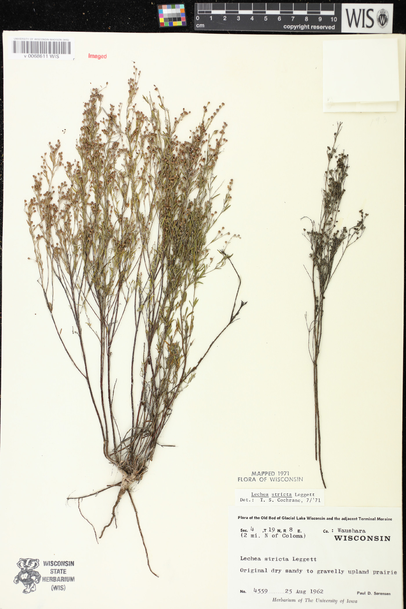 Lechea stricta image