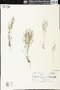 Lechea tenuifolia image