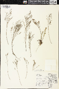 Lechea tenuifolia image