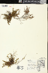 Lechea tenuifolia image
