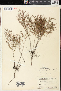 Lechea tenuifolia image