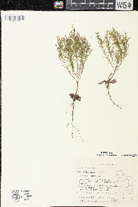 Lechea tenuifolia image