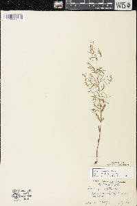 Lechea tenuifolia image