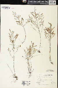 Lechea tenuifolia image